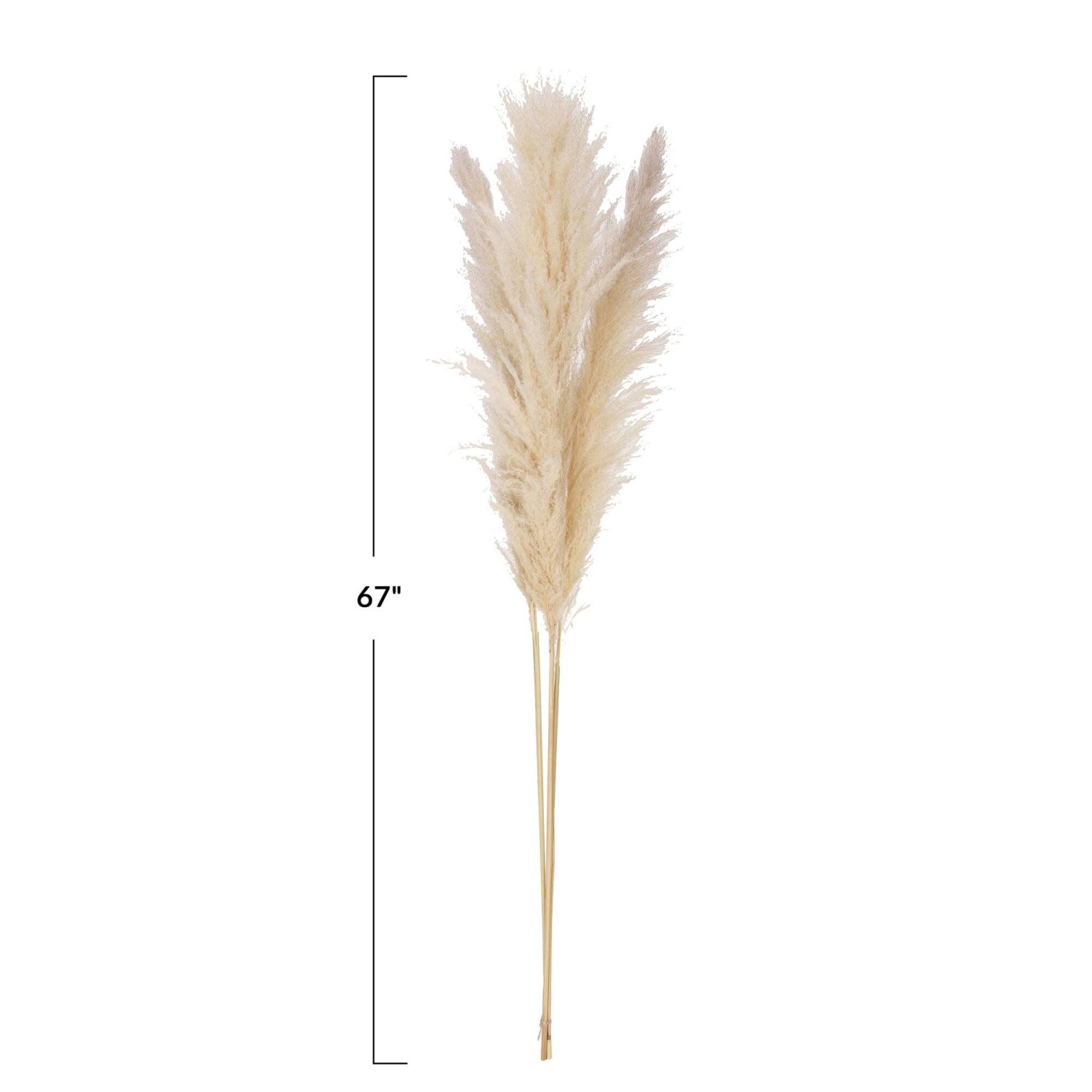 Hello Honey® 5.5ft. Natural Dried Pampas Grass Bunch